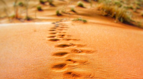 footprint